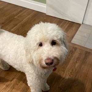 Meet your Posher, Ella